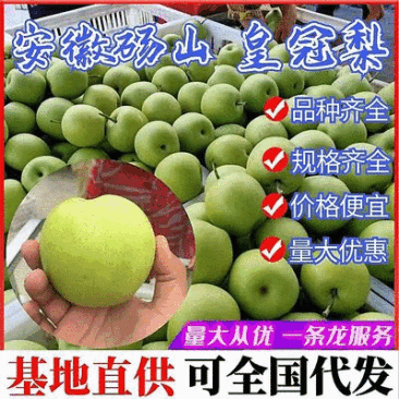 青皇冠梨~砀山梨/现摘现发/皇冠青梨/货源足~全国代发