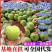 青皇冠梨~砀山梨/现摘现发/皇冠青梨/货源足~全国代发