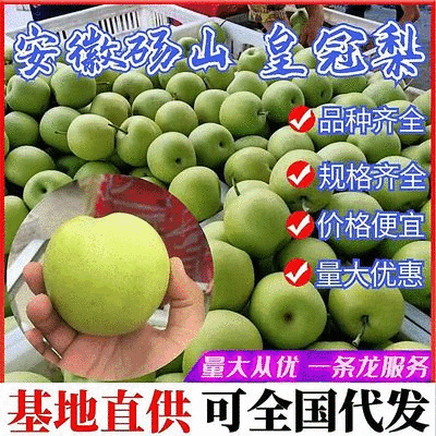 青皇冠梨~砀山梨/现摘现发/皇冠青梨/货源足~全国代发