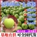 青皇冠梨~砀山梨/现摘现发/皇冠青梨/货源足~全国代发