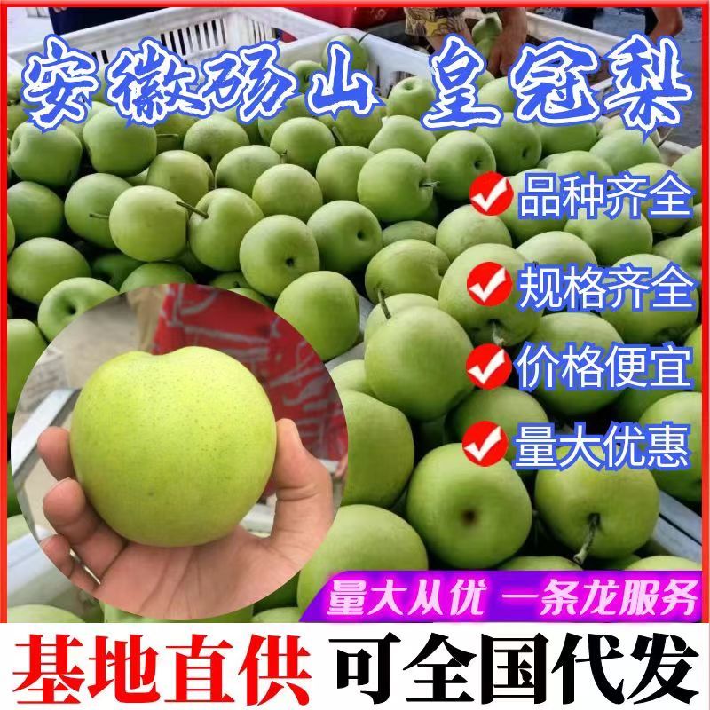 青皇冠梨~砀山梨/现摘现发/皇冠青梨/货源足~全国代发