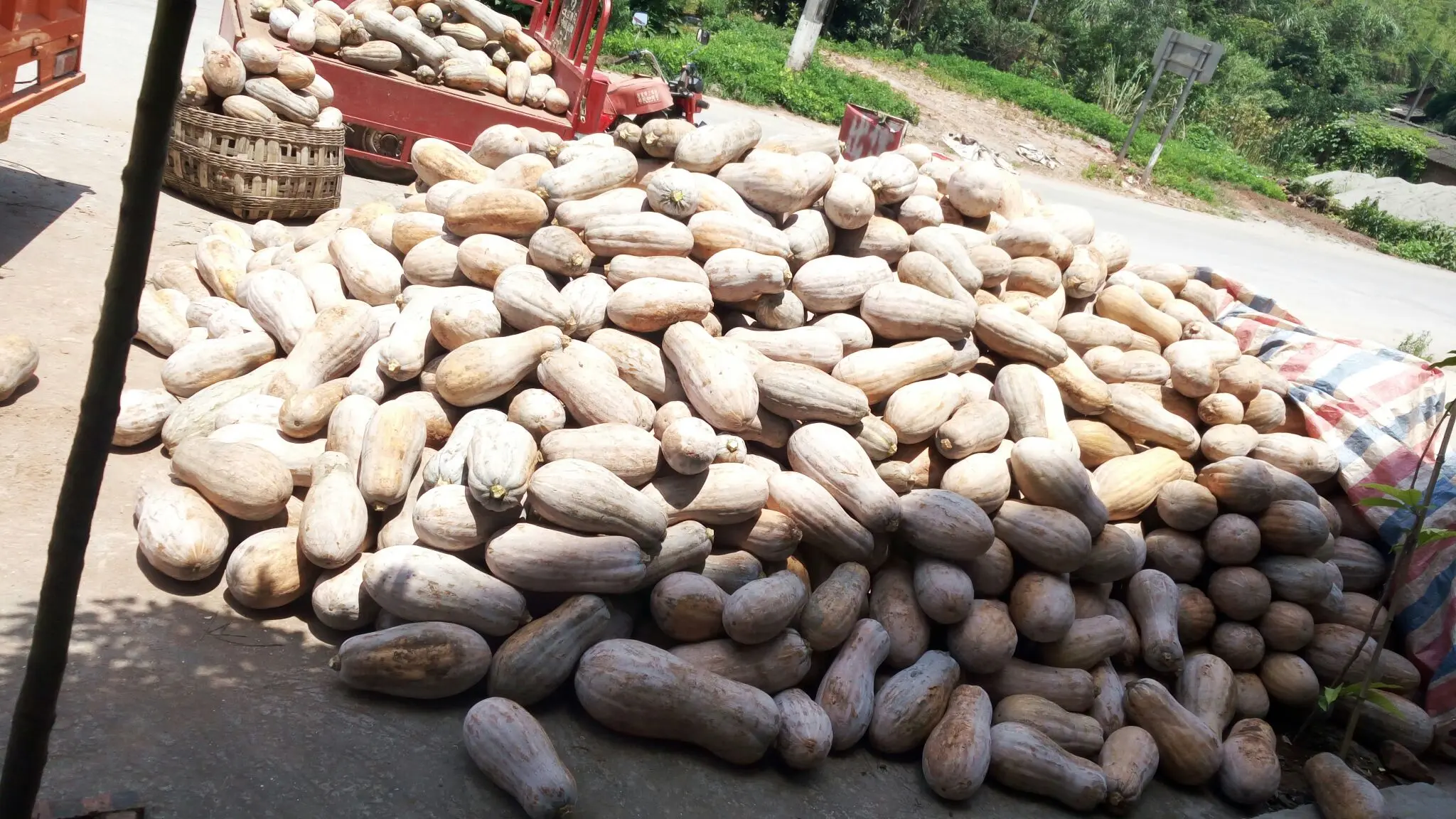 蜜本南瓜被加工成南瓜粉、南瓜饼、南瓜泥等多样化产品 蜜本南瓜深加工产品展示