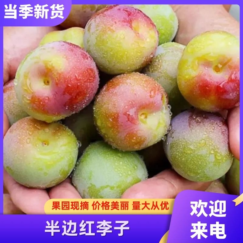 四川半边红李子，现摘现发，一手货源，诚信经营