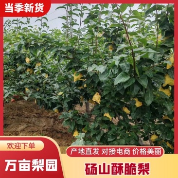 砀山翠玉，苏翠大吨位供应无渣甘甜对接商超电商市场全国代发
