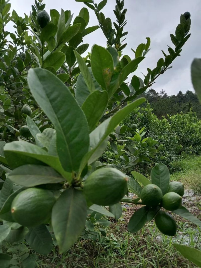 广东精品香水柠檬苗提供技术指导售后服务存活率高视频看货