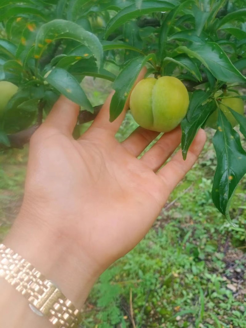 贵州蜂糖李大量有货产地一手货源可视频