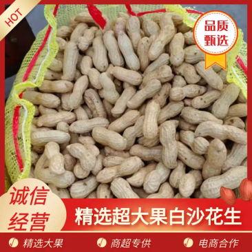 四粒红开封沙地四粒红鲜花生，大量上市供应各大档口电商超市