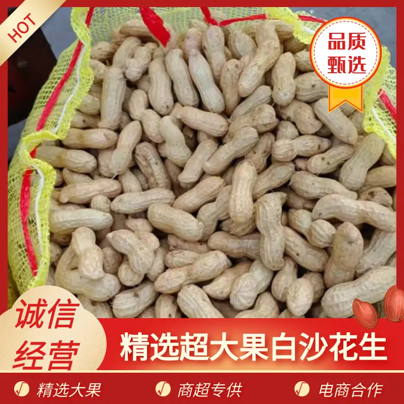 四粒红开封沙地四粒红鲜花生，大量上市供应各大档口电商超市