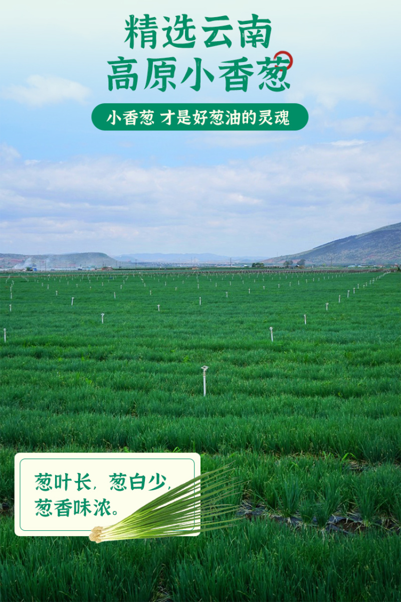 【松茸葱油酱】对接电商餐饮等各类客户批发贴牌代工厂家直发
