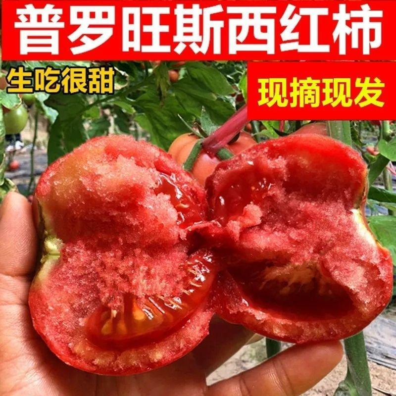 普罗旺斯西红柿新鲜大番茄