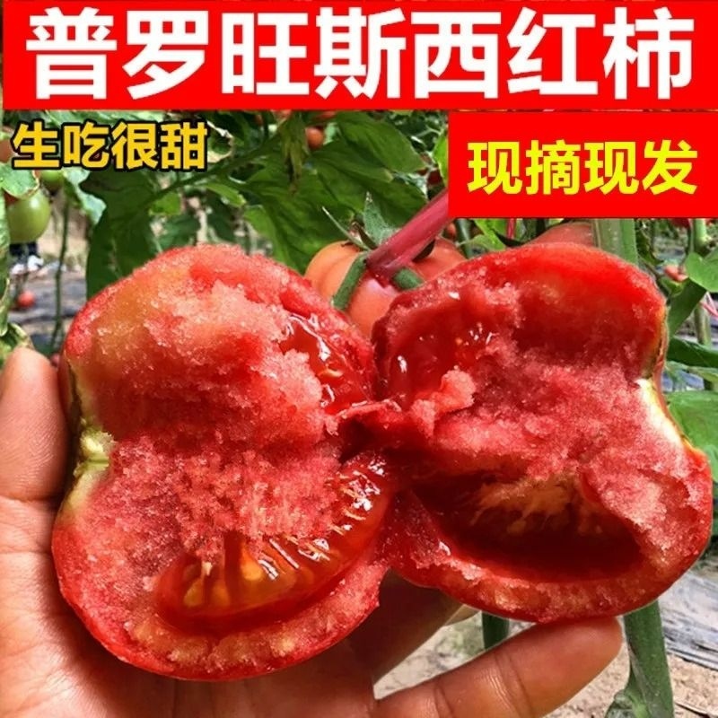 普罗旺斯西红柿新鲜大番茄