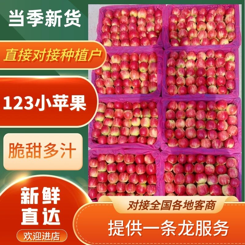 【123苹果】辽宁小苹果大量供货一手货源支持全国市场