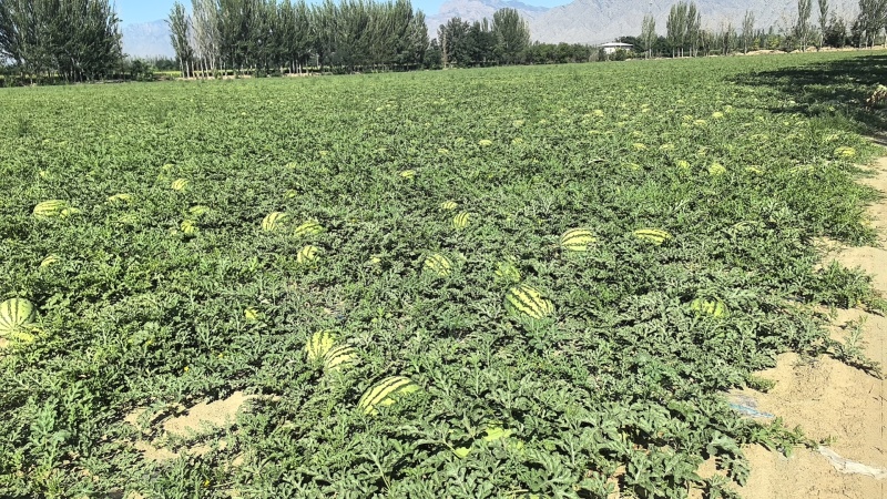 金山西沙瓜基地供应量大质优价格优惠欢迎咨询采购