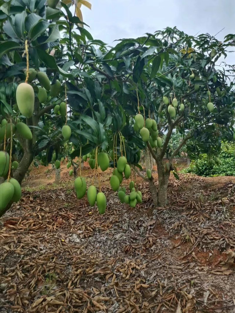 台农芒广西精品芒果新鲜芒果批发产地直发一手货源