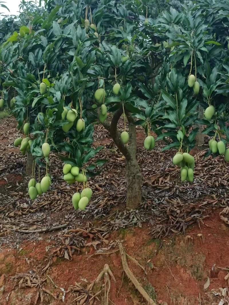 台农芒广西精品芒果新鲜芒果批发产地直发一手货源