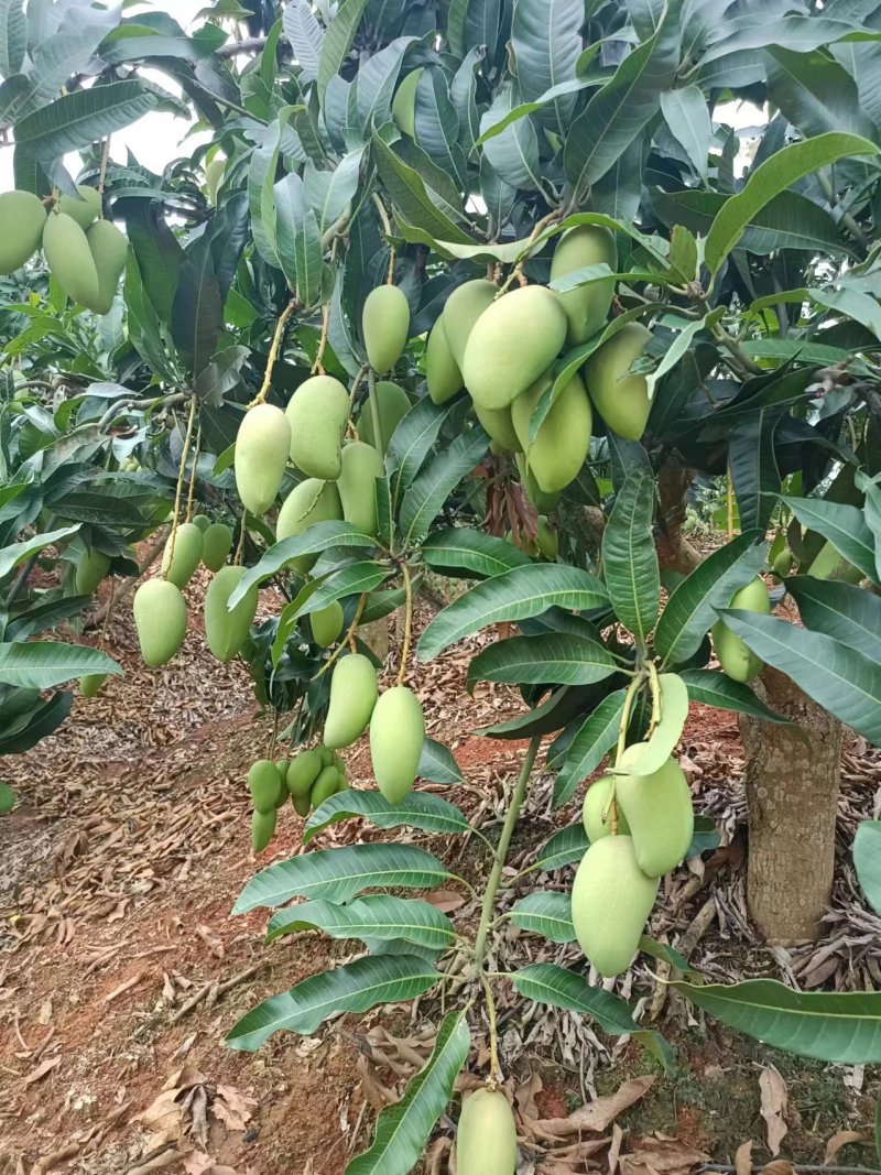 台农芒广西精品芒果新鲜芒果批发产地直发一手货源