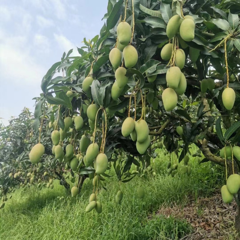 台农芒广西精品芒果新鲜芒果批发产地直发一手货源