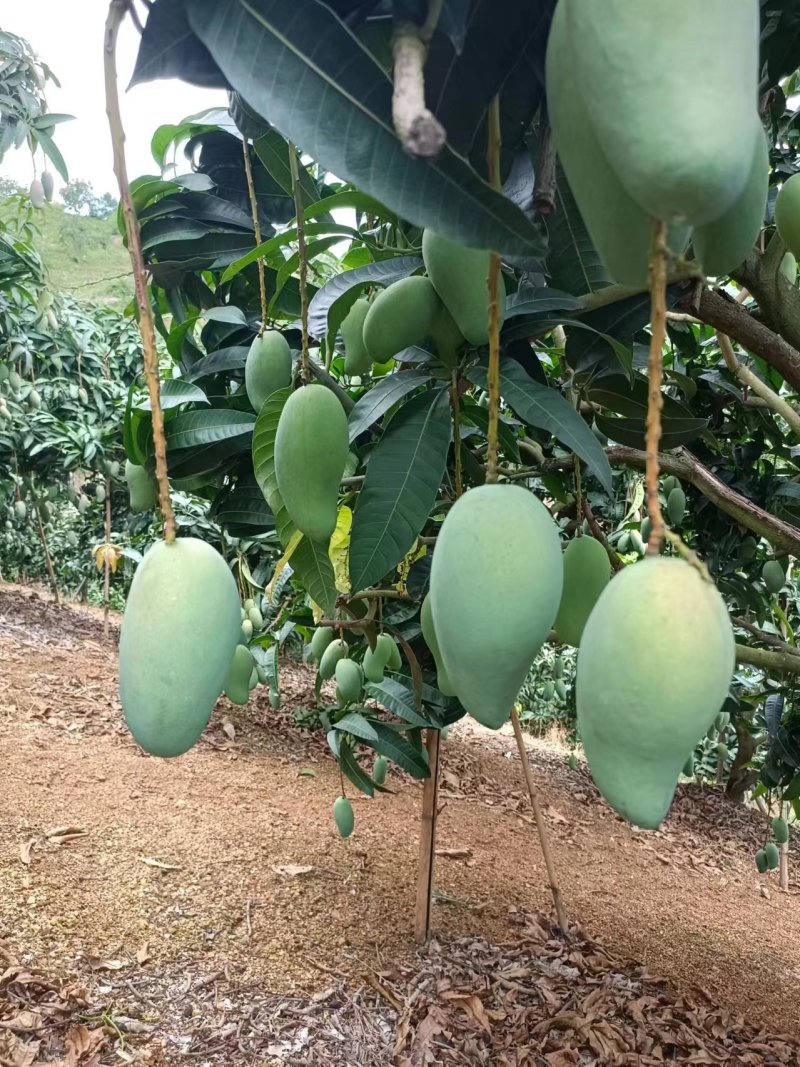 台农芒广西精品芒果新鲜芒果批发产地直发一手货源