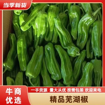 陕西芜湖椒鲜辣椒精品辣椒大量上市品质保证货源充足