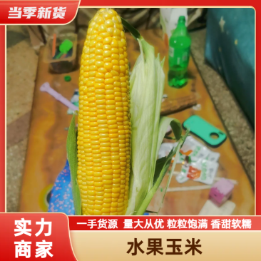 精品水果玉米，鲜玉米，视频看货，产地直供欢迎咨询