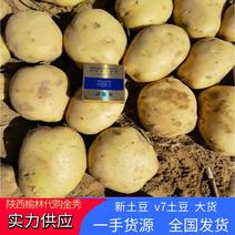 陕北土豆沃土五号等品种齐全纯沙地大货土豆新土豆大量供