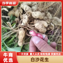 【精品白沙系列花生】河南沙地花生，产区直发，商超品质