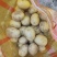 陕西新土豆中货沃土希森实验V7货源充足价格便宜