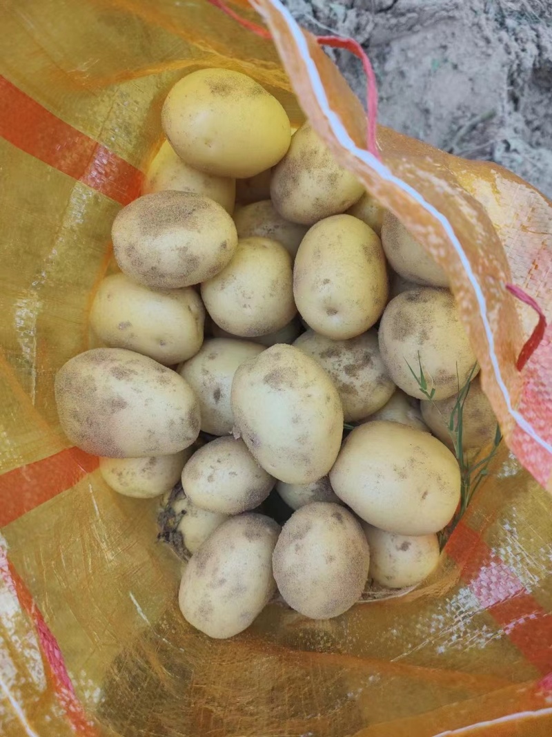 陕西新土豆中货沃土希森实验V7货源充足价格便宜