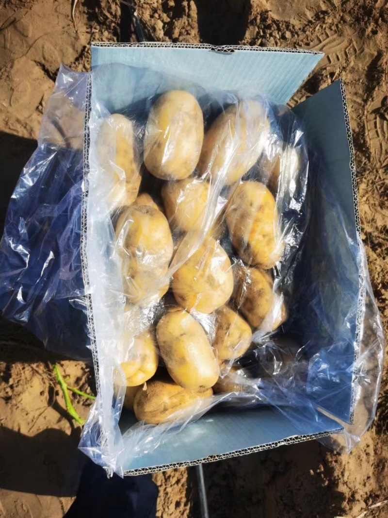 陕西新土豆中货沃土希森实验V7货源充足价格便宜