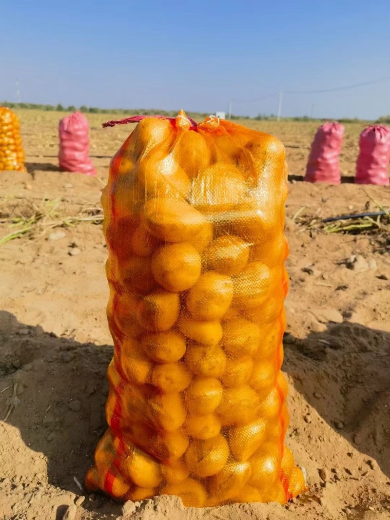 陕西新土豆中货沃土希森实验V7货源充足价格便宜