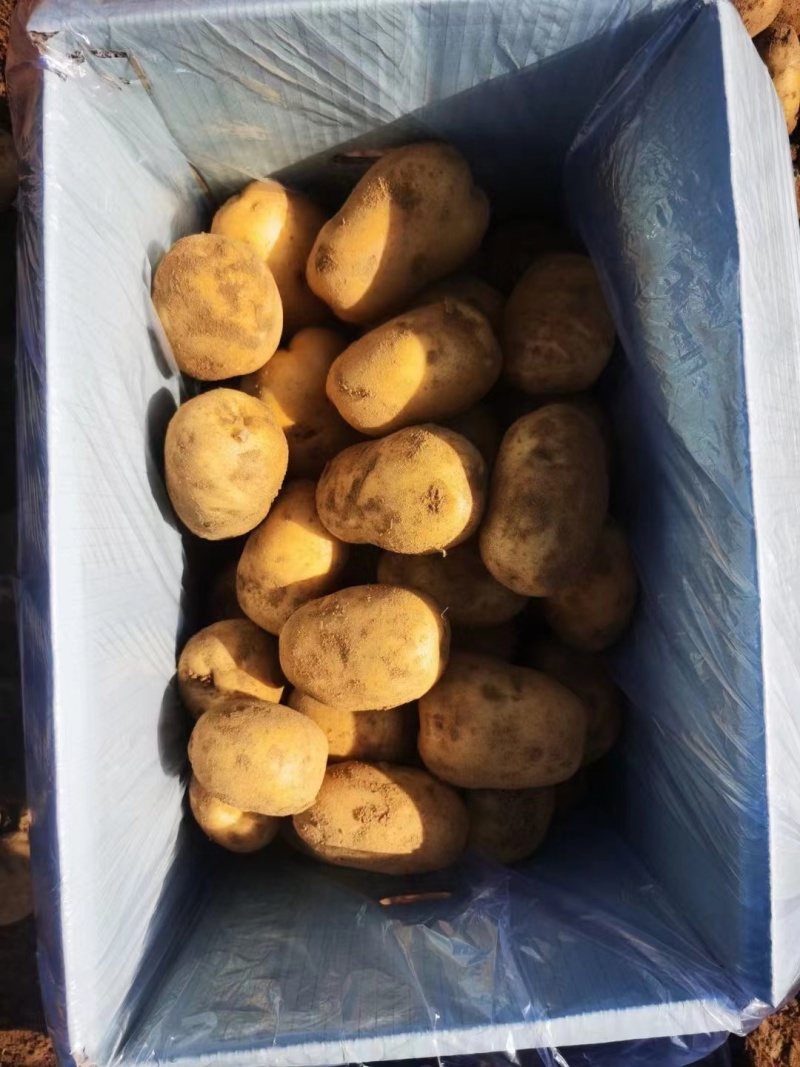陕西新土豆中货沃土希森实验V7货源充足价格便宜