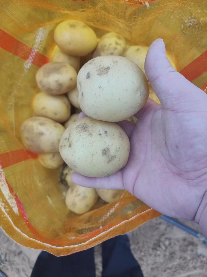 陕西新土豆中货沃土希森实验V7货源充足价格便宜