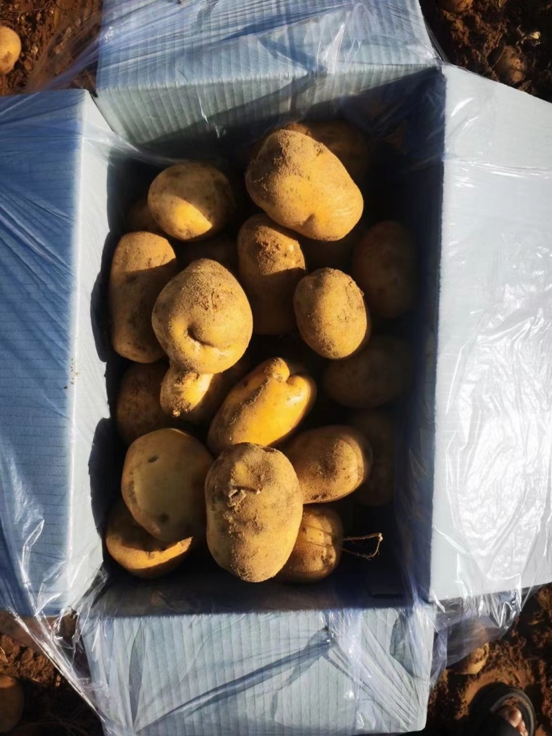 陕西新土豆中货沃土希森实验V7货源充足价格便宜