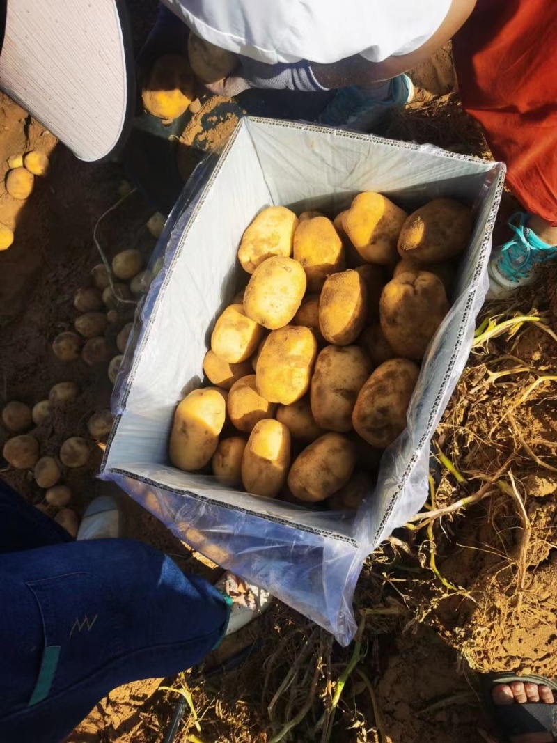 陕西新土豆中货沃土希森实验V7货源充足价格便宜