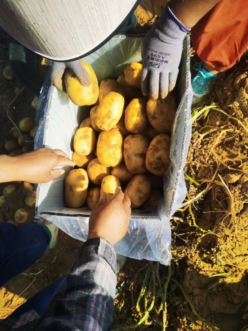 陕西新土豆中货沃土希森实验V7货源充足价格便宜