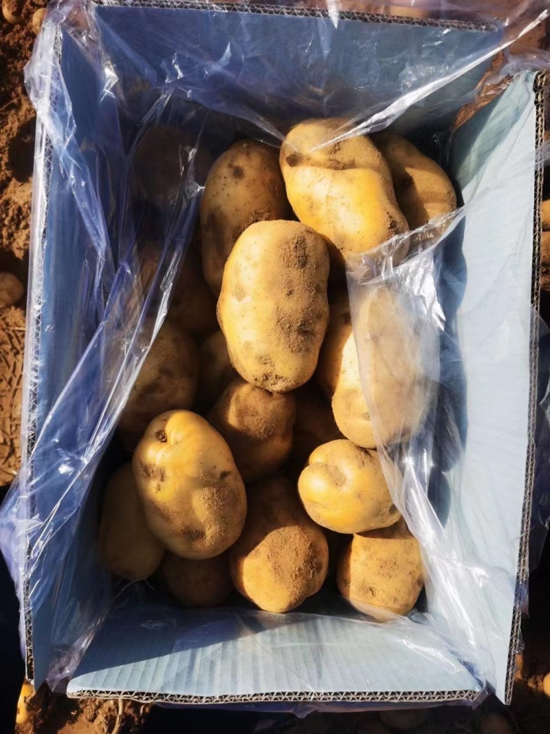 陕西新土豆中货沃土希森实验V7货源充足价格便宜