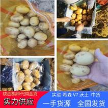 陕西新土豆中货沃土希森实验V7货源充足价格便宜