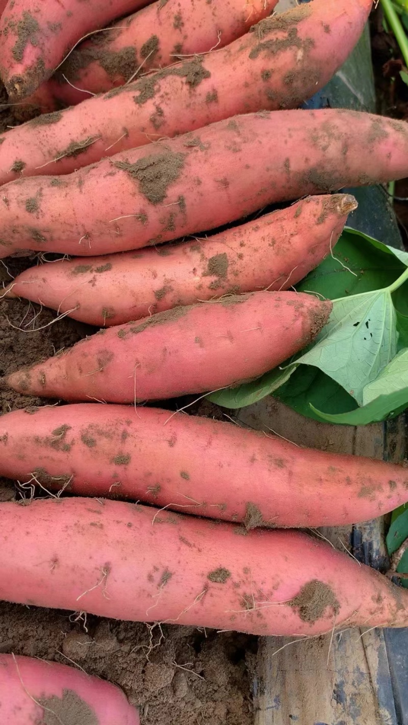 河北烟薯蜜薯产地直发种植大户一手货源欢迎老板对接