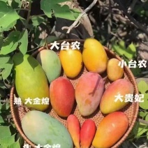 【精品桂七芒果】广西基地直供质量保证品种规格齐全欢迎