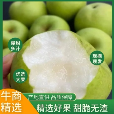 砀山县酥脆一号梨,光果梨。大量上市产地直发可视频看货