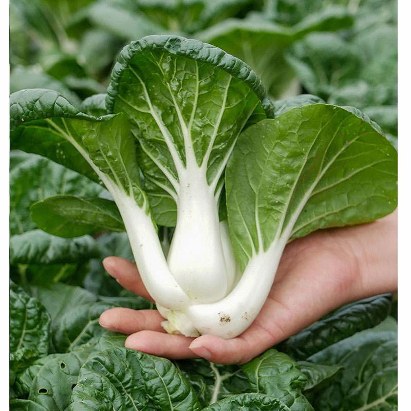 矮脚黄四季奶油小青菜菜籽小青菜种子白梗青菜油菜种子