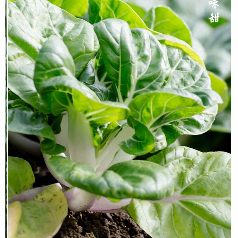 矮脚黄四季奶油小青菜菜籽小青菜种子白梗青菜油菜种子