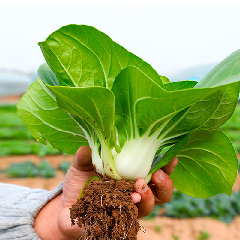 矮脚黄四季奶油小青菜菜籽小青菜种子白梗青菜油菜种子