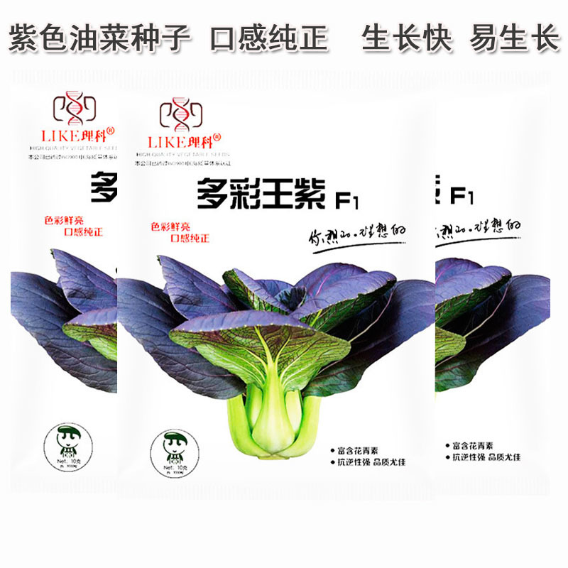紫油菜种子不易抽翠绿色无刺毛小青菜四季种植