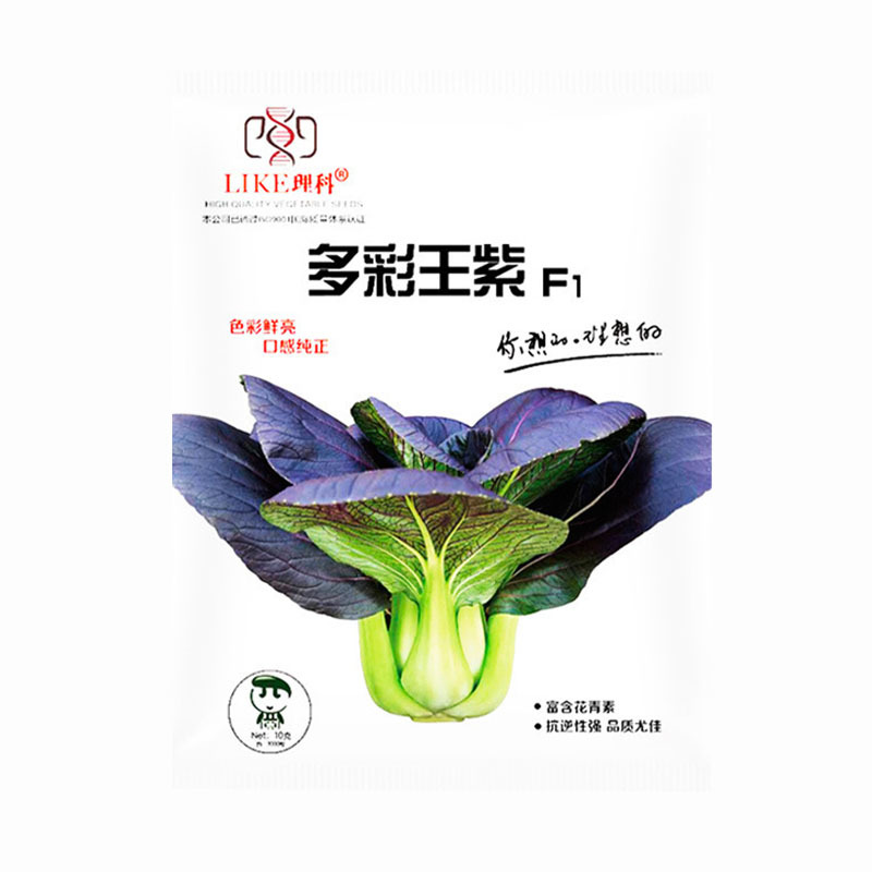 紫油菜种子不易抽翠绿色无刺毛小青菜四季种植