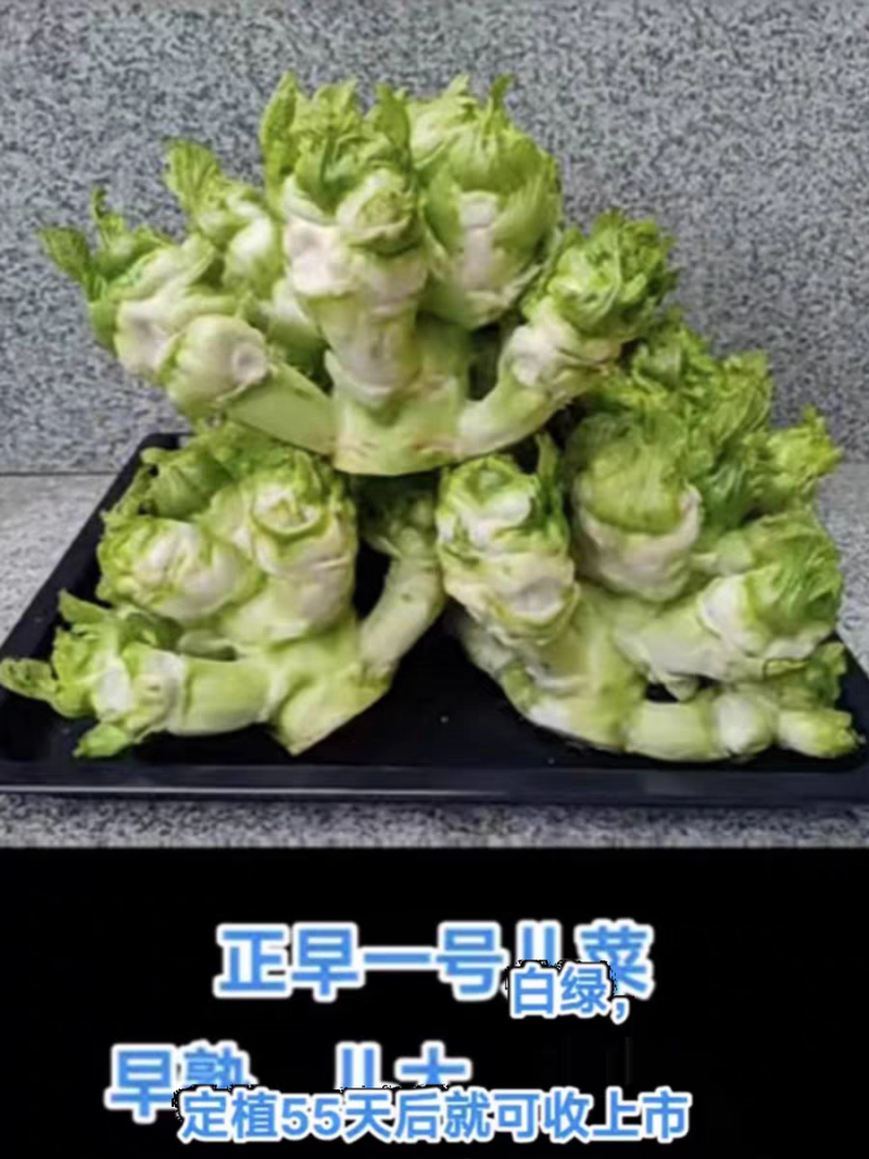 正早一号儿菜种子早熟儿菜茎皮绿肉白秋冬儿菜种子
