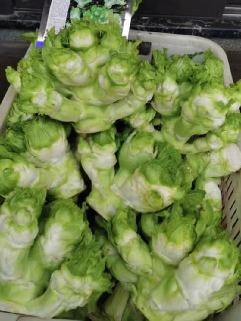 正早一号儿菜种子早熟儿菜茎皮绿肉白秋冬儿菜种子