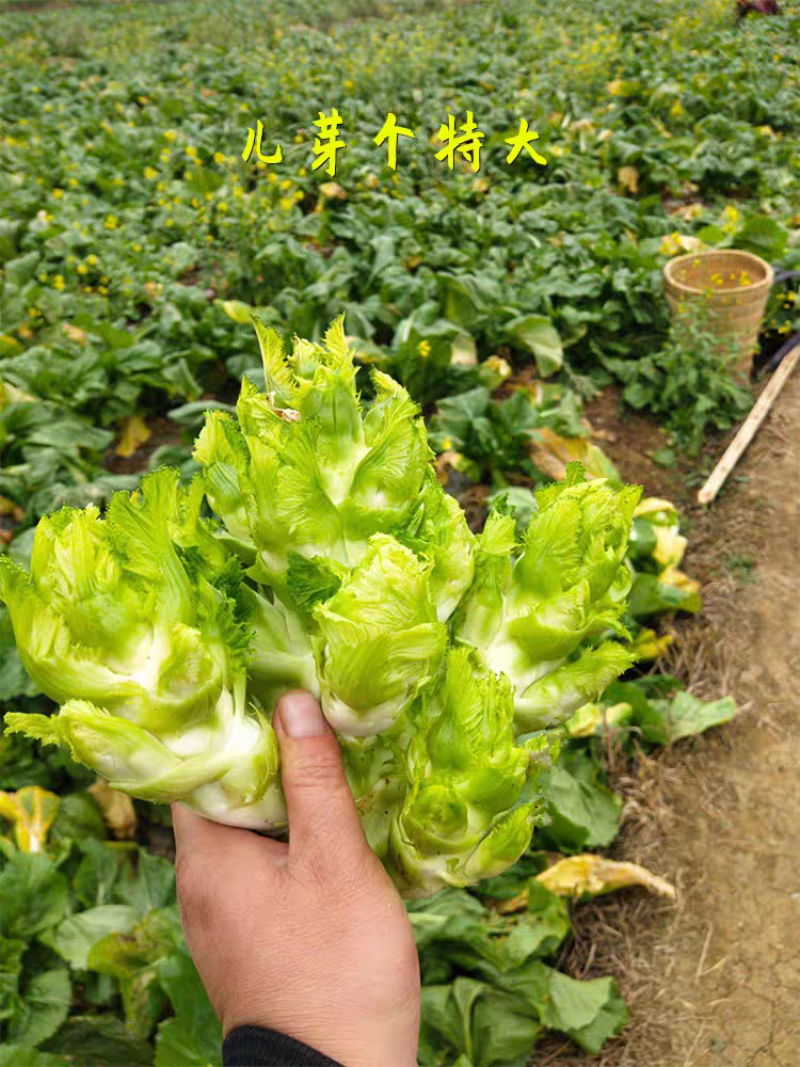 正早一号儿菜种子早熟儿菜茎皮绿肉白秋冬儿菜种子