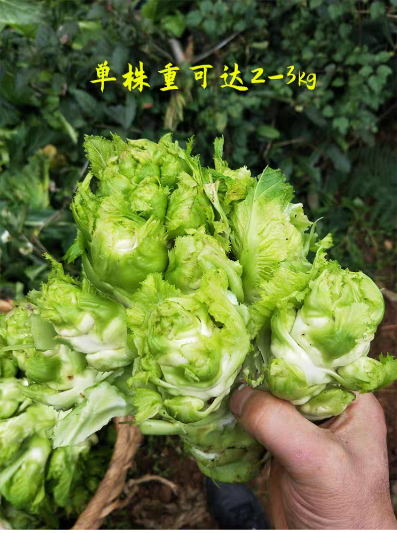 正早一号儿菜种子早熟儿菜茎皮绿肉白秋冬儿菜种子