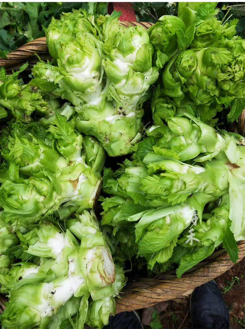 正早一号儿菜种子早熟儿菜茎皮绿肉白秋冬儿菜种子